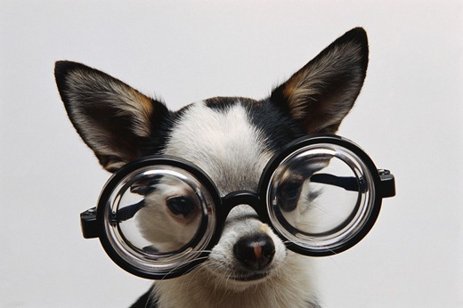 dog-glasses-1024x682