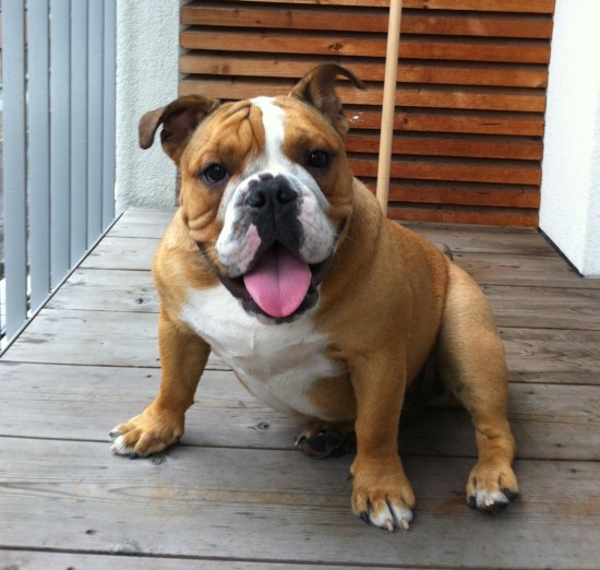 english bulldog 