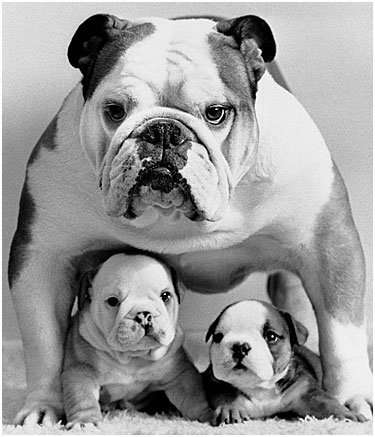 Maman bulldog